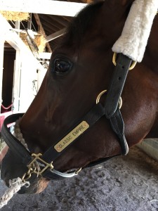 Kentucky Derby favorite Classic Empire